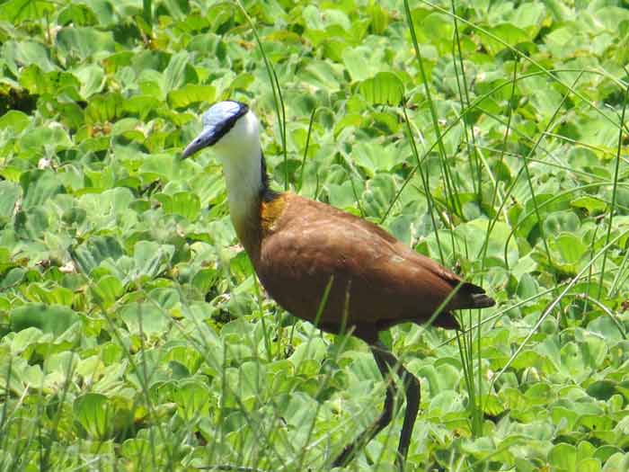 Parque Nacional Orango (2)